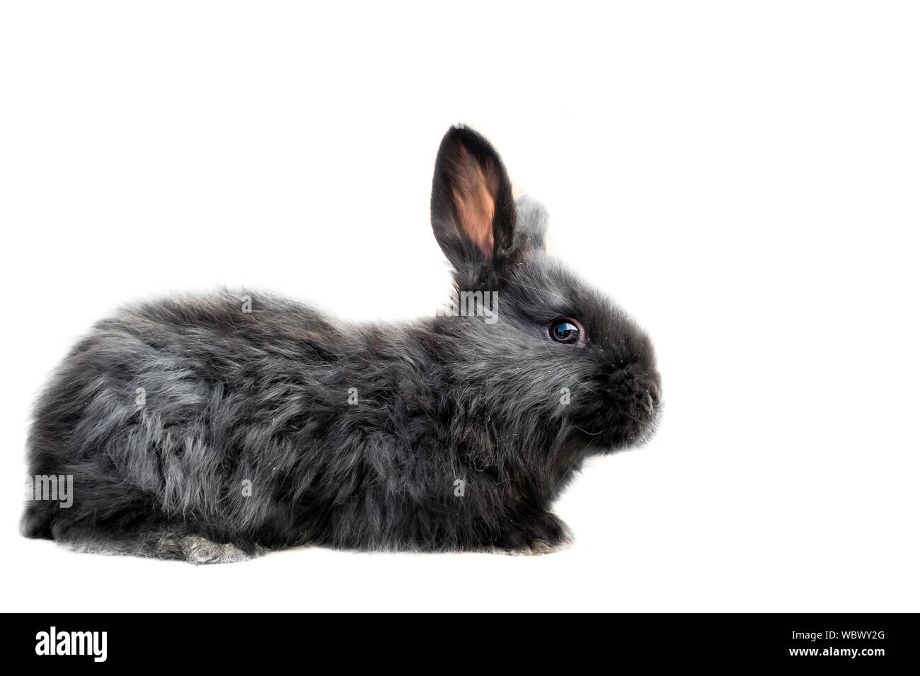 Baby di nero oryctolagus cuniculus domesticus - Gigante fiammingo Razza di Coniglio - corpo pieno iisolated su sfondo bianco Foto Stock