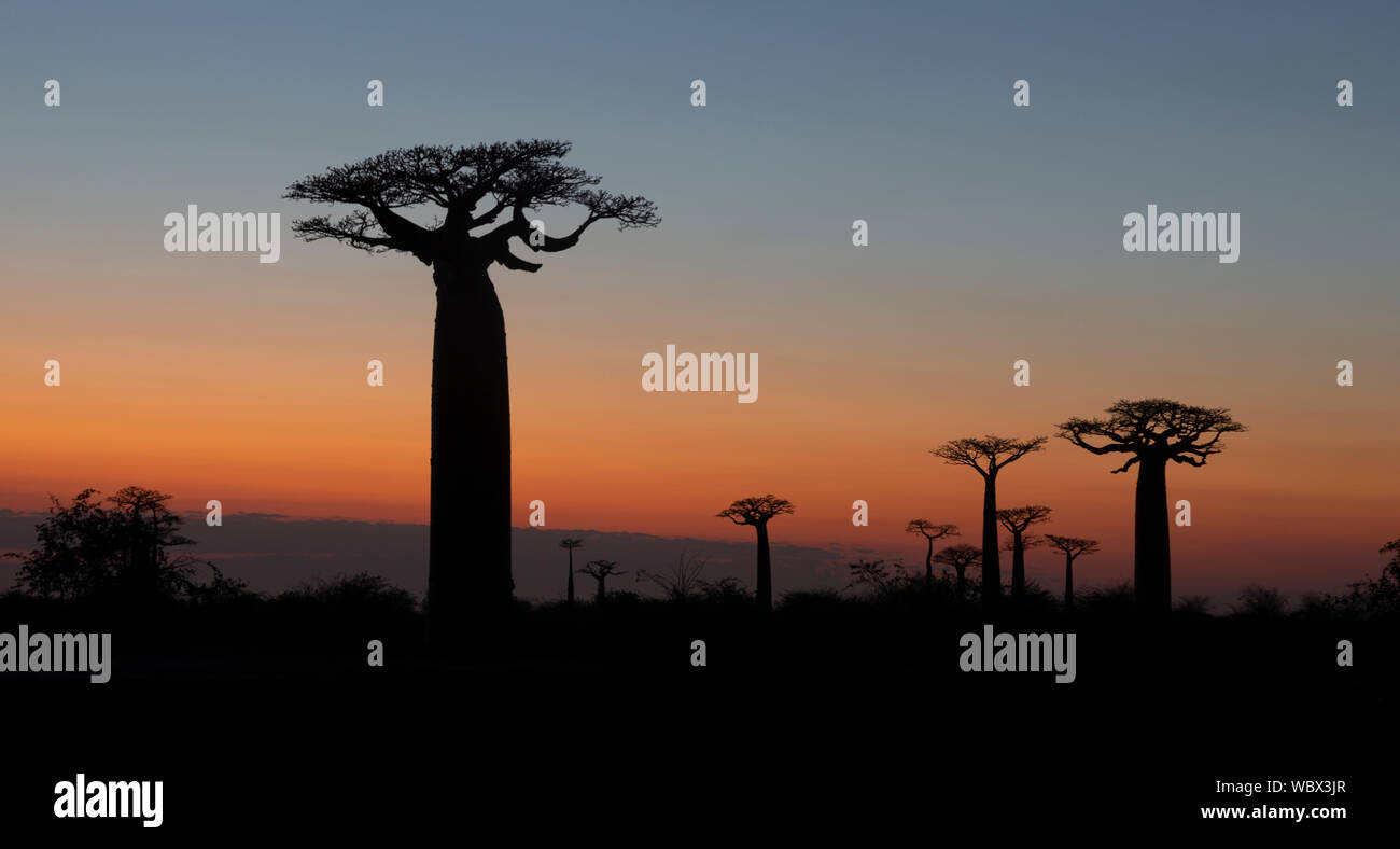 Grandidier il baobab, Adansonia grandidieri, Allee des baobab, Morondava, Madagascar, all'alba Foto Stock