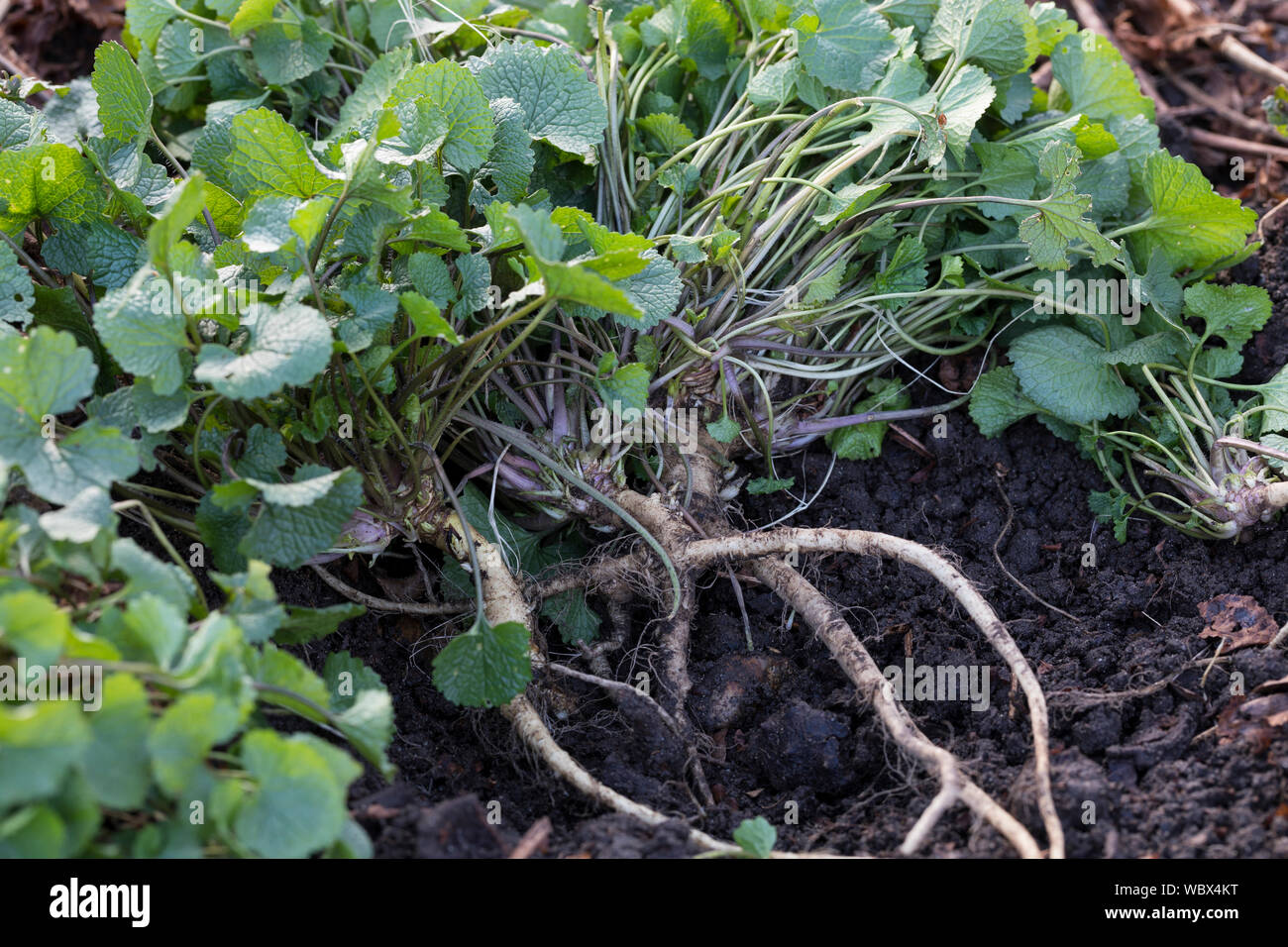 Gewöhnliche Knoblauchsrauke, Ernte, ernten, Kräuterernte, Wurzelernte, Wurzel, Wurzeln, Knoblauchsrauken-Wurzeln, Knoblauchsrauken-Wurzel, Knoblauchsr Foto Stock