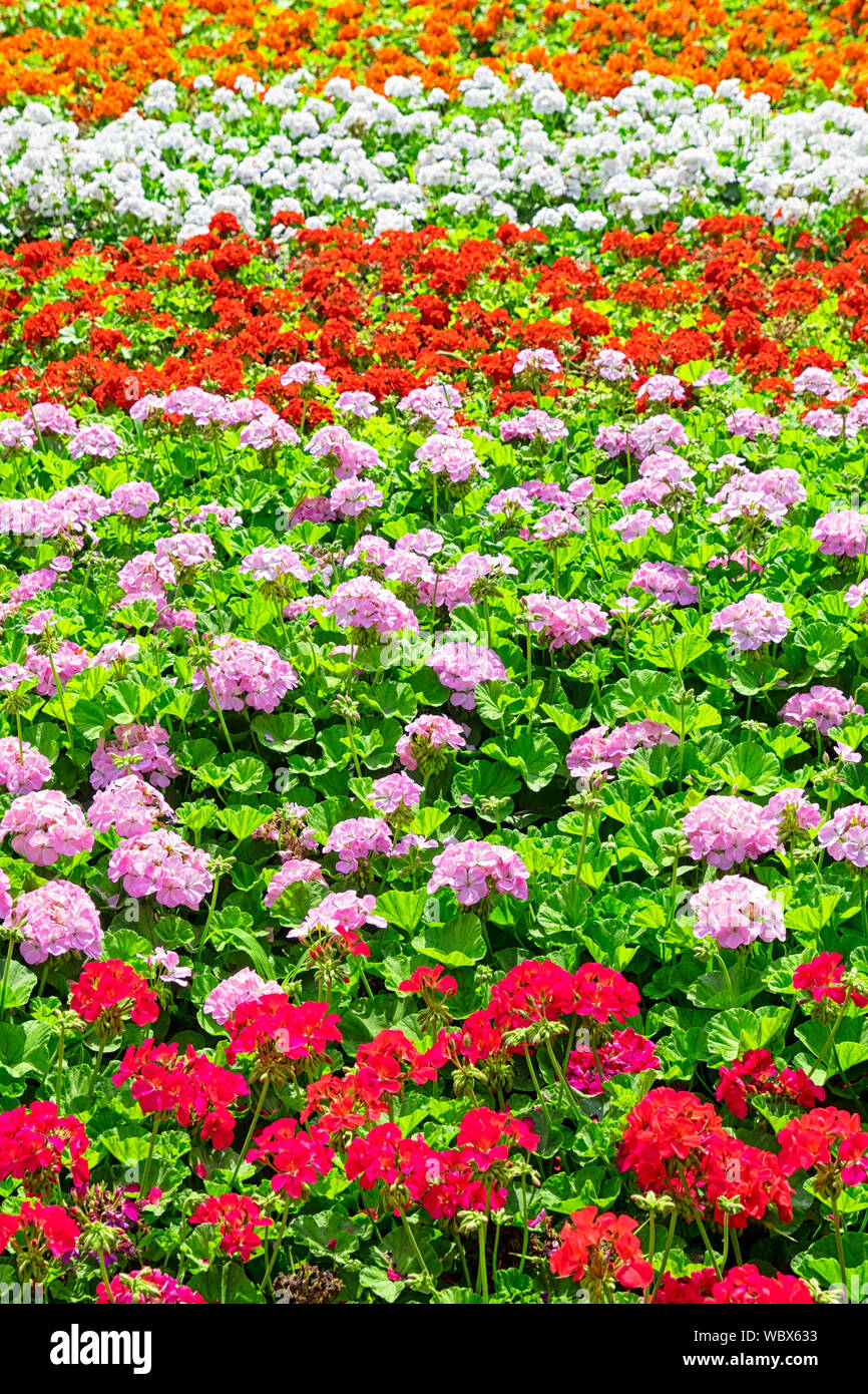 Campo di fioritura di variopinti fiori vibranti Foto Stock