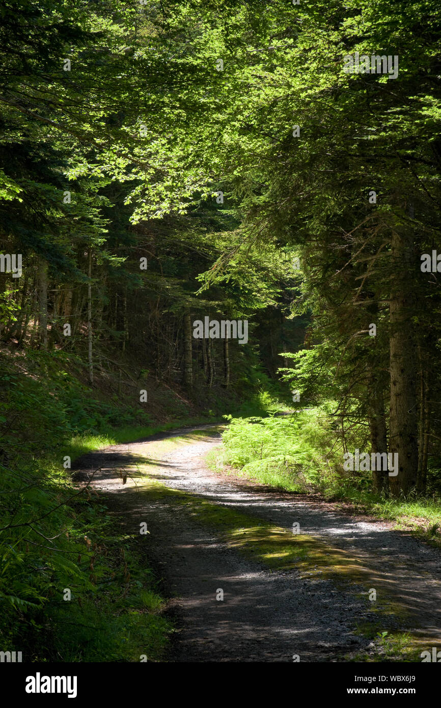 Una via si snoda anche se lussureggianti boschi verdi come gli alberi gettato ombra dalla luce del sole. Foto Stock