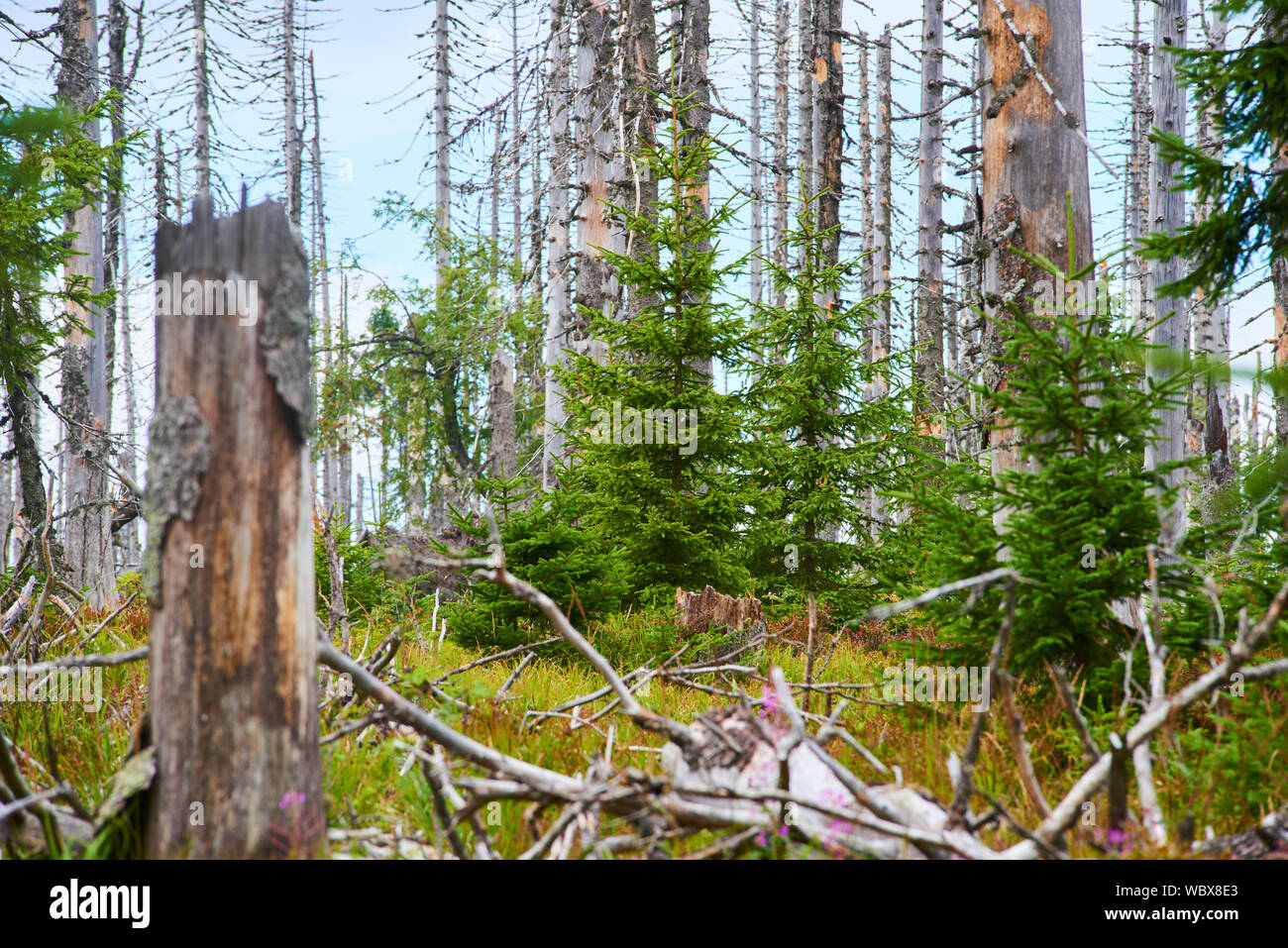 Rigenerazione naturale della foresta senza intervento umano nel parco nazionale di Sumava (Foresta Boema) vicino al monte Polednik. La foresta è stata distrutta nella tempesta Ky Foto Stock