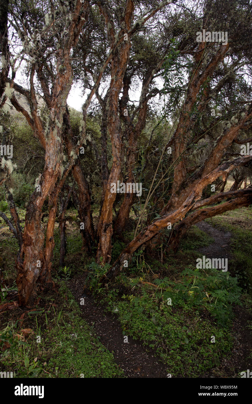 Il Polylepis foresta a 3850 metri è uno dei pochissimi posti rimanenti con Polylepis alberi negli altopiani delle Ande in Ecuador. Foto Stock