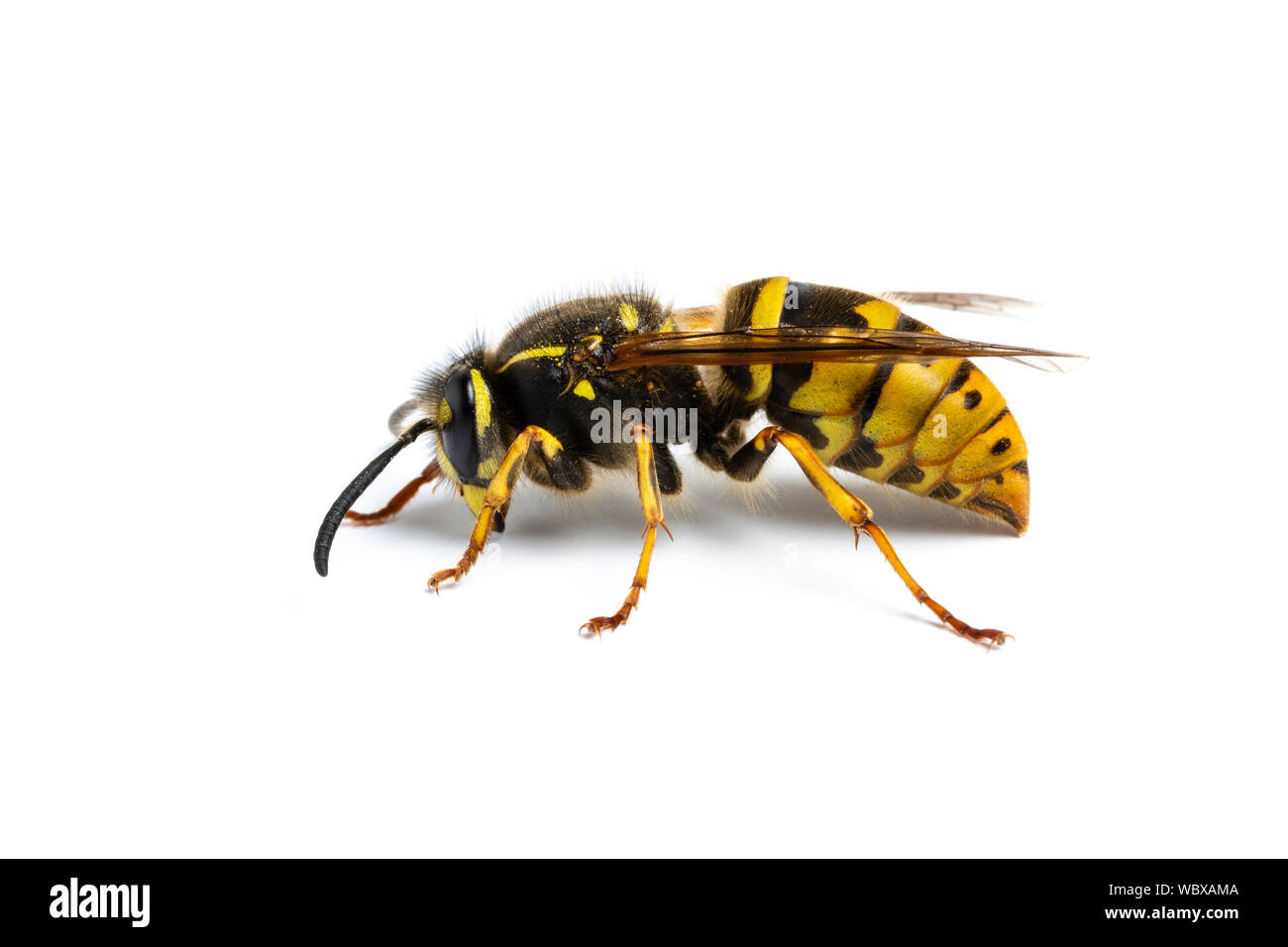 Wasp comune, Vespula vulgaris, Monmouthshire, febbraio. Famiglia Vespidae. Foto Stock