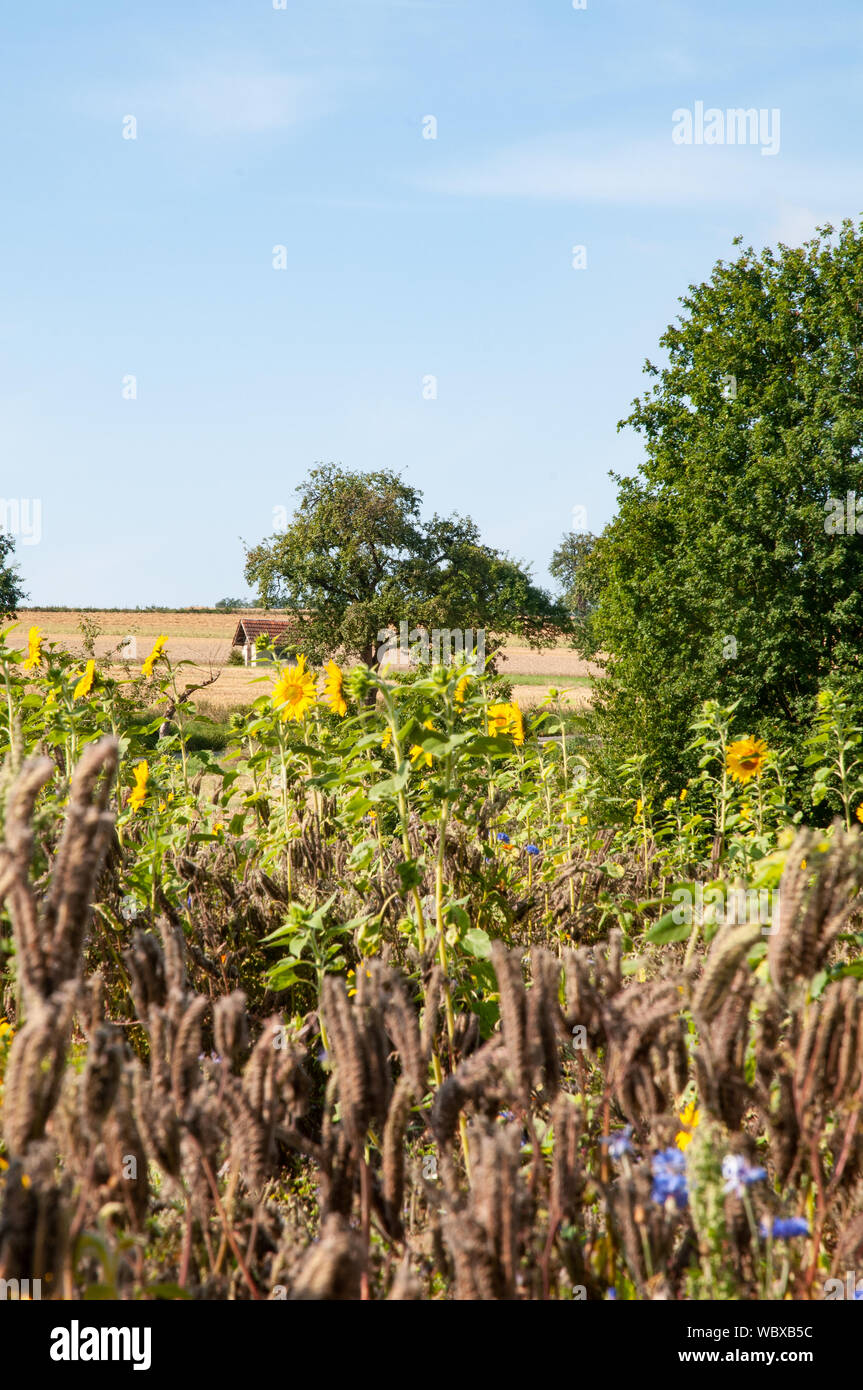 Paesaggio rurale nel Giura Svevo con girasoli, Orchard e campo di raccolto Foto Stock