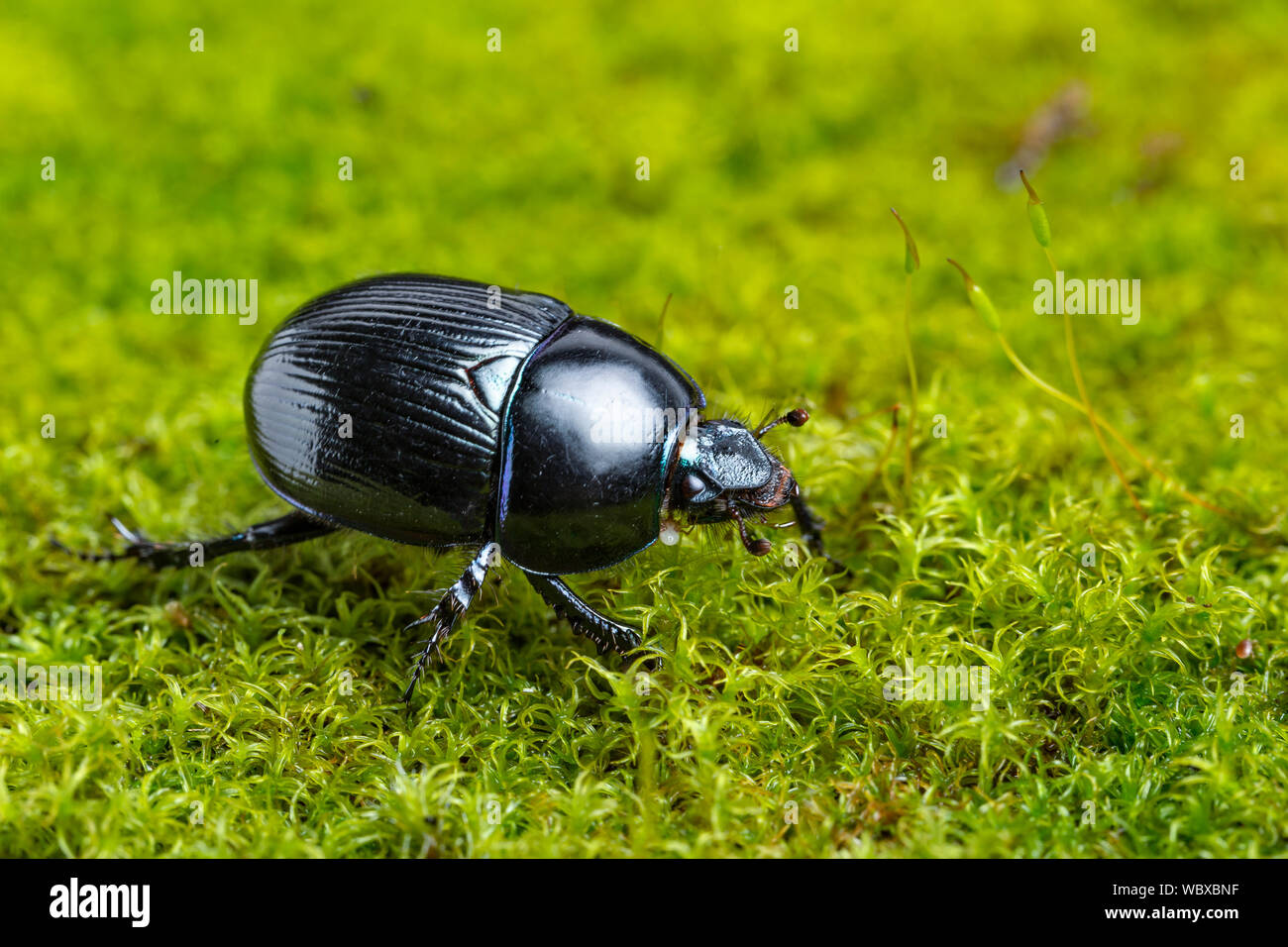Comune di Dor Beetle, Geotrupus stercorarius, Whitelye, Monmouthshire, Wales, Regno Unito, Marzo. Famiglia Geotrupidae Foto Stock