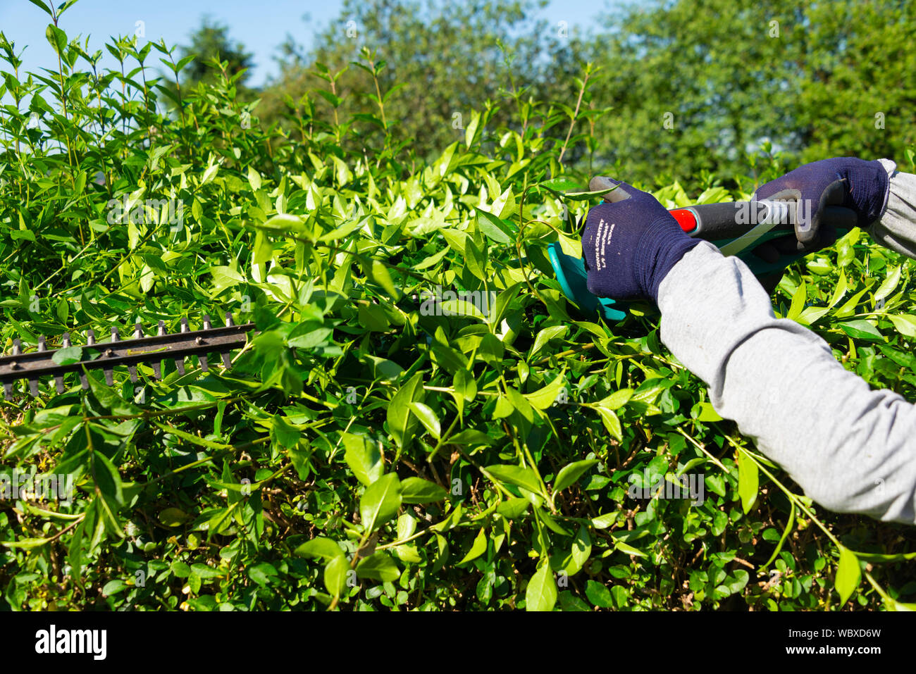Il taglio di una siepe ligustro (Ligustrum ovalifolium) con un cordless tagliasiepi. Inghilterra, Regno Unito. Foto Stock