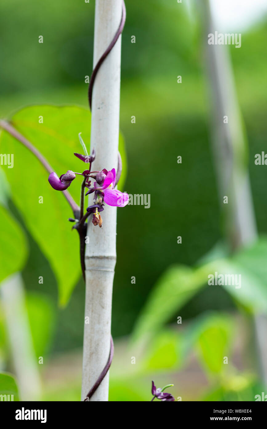 Fioritura rosa arrampicata bean francese (Phaseolus vulgaris), " Carminat' in crescita su South Yorkshire riparto. Inghilterra, Regno Unito. Foto Stock