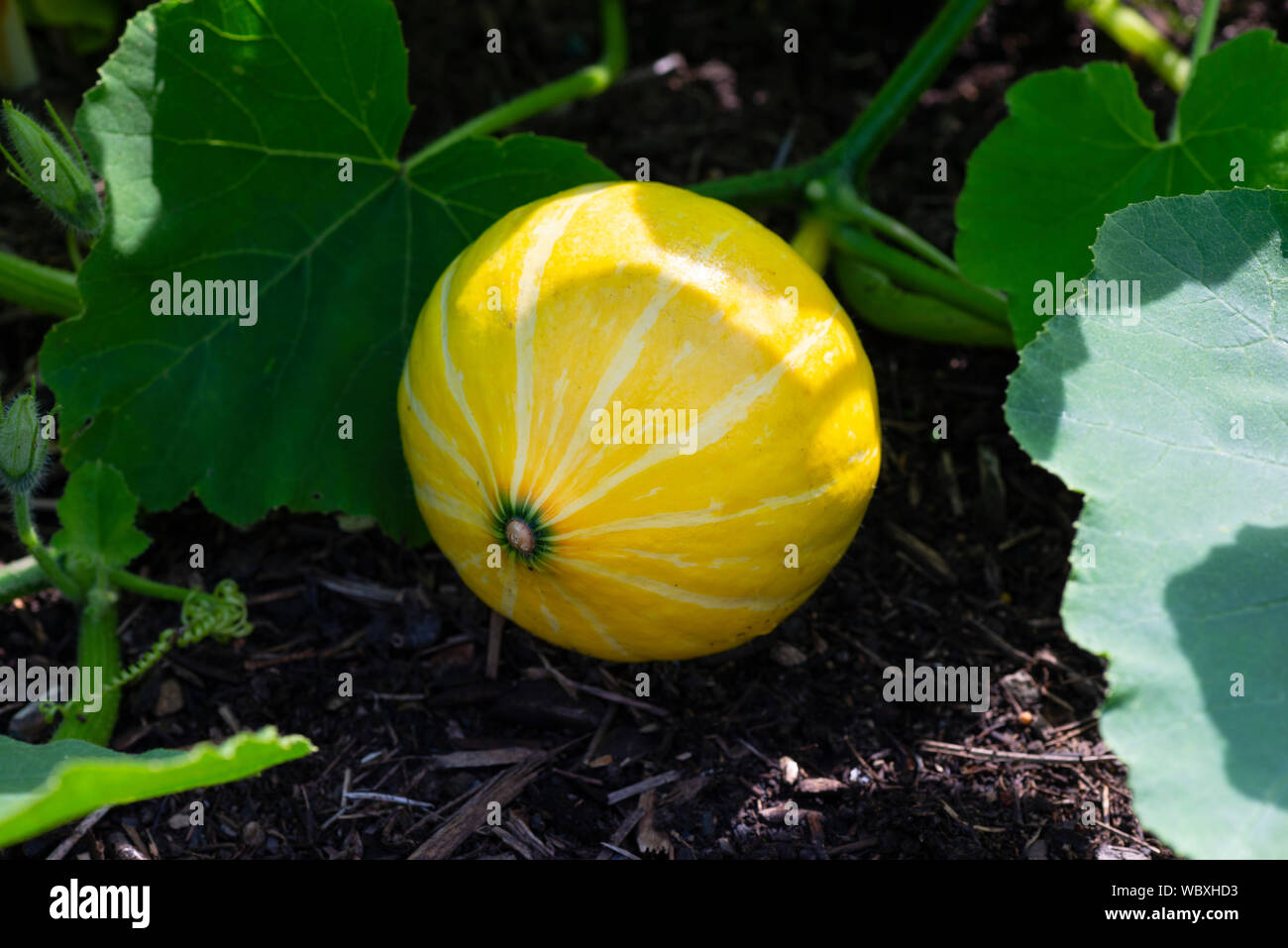 Immaturo Hokkaido squash (Cucurbita maxima Hubbard) squash cresce su una trama vegetale, UK. Foto Stock