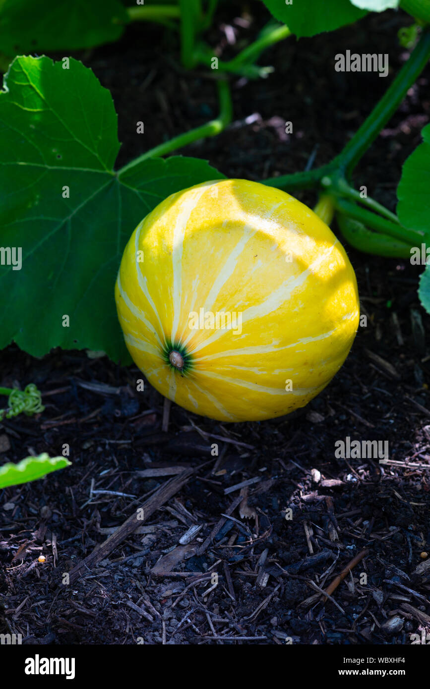 Immaturo Hokkaido squash (Cucurbita maxima Hubbard) squash cresce su una trama vegetale, UK. Foto Stock
