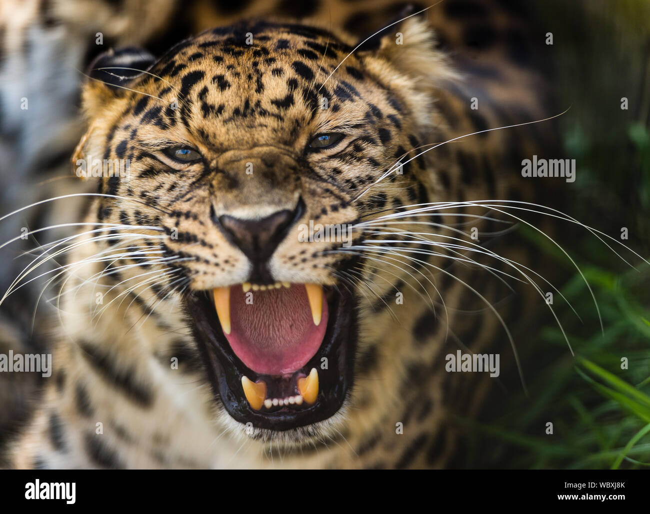 Ritratto di furiosa Leopard con bocca aperta Foto Stock