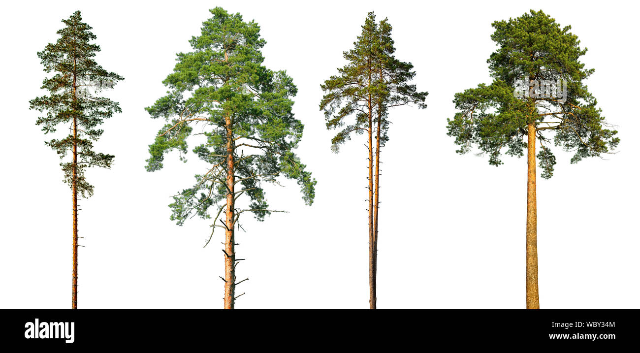 Set di alti pini isolati su uno sfondo bianco. Foto Stock