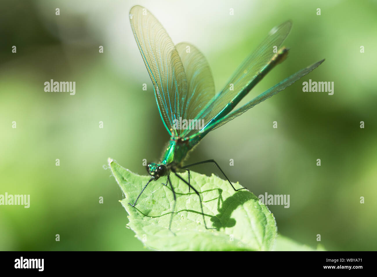 Macro di bel verde dragonfly in piedi su una foglia con ampia diffusione ali Foto Stock