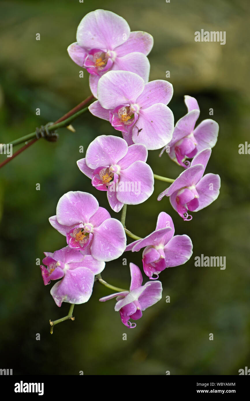 Giallo, rosa e White Orchid Close-up Foto Stock