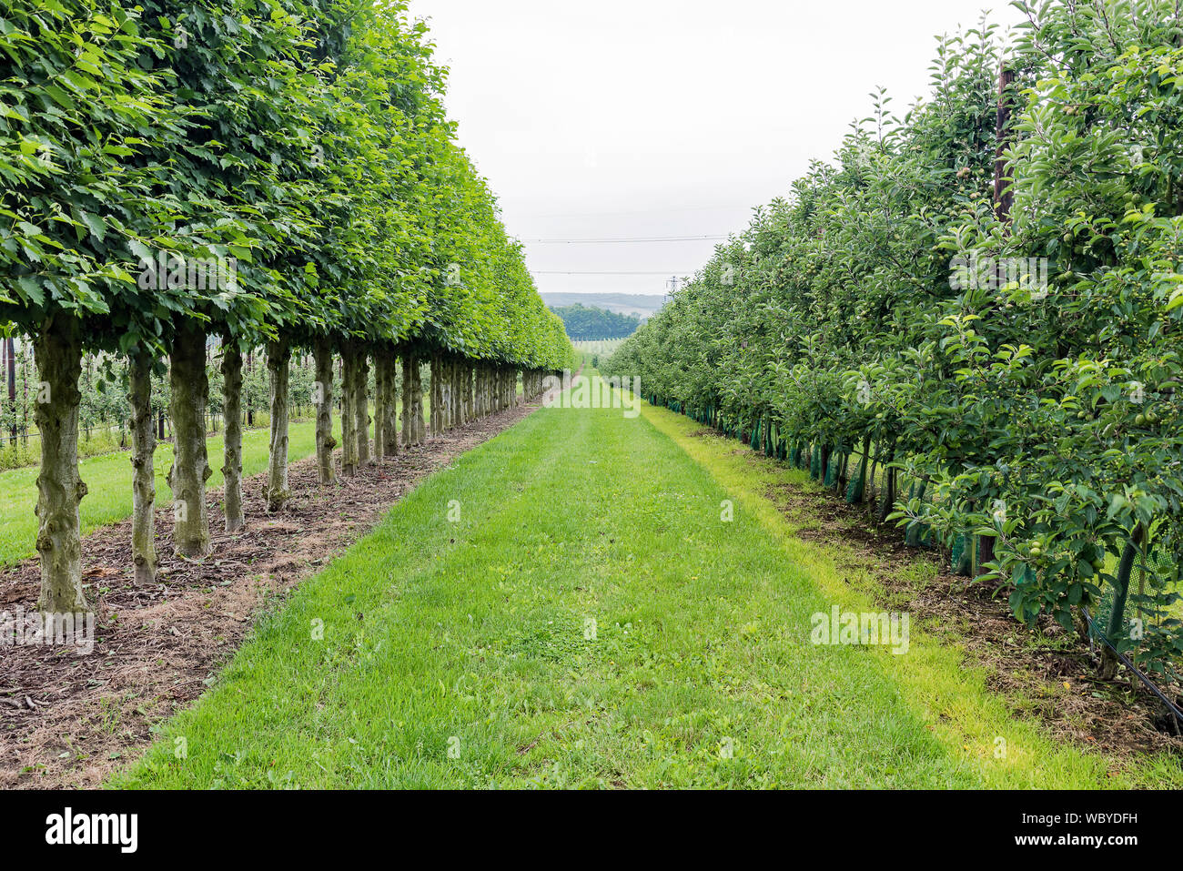 Impollinazione partner alberi in frutteto di mele Foto Stock