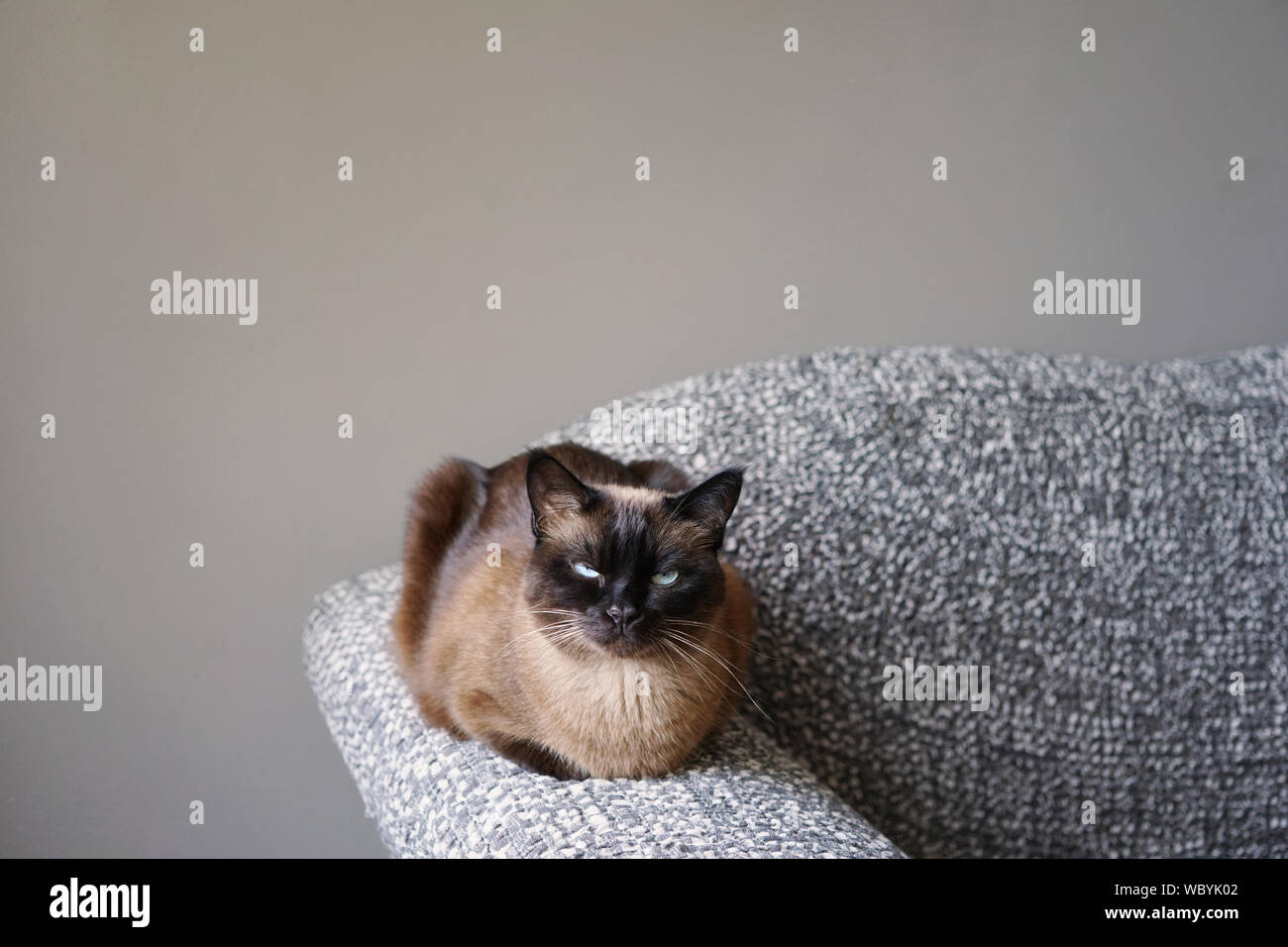 Siamese o thai cat in appoggio sul lettino o bracciolo divano in soggiorno Foto Stock
