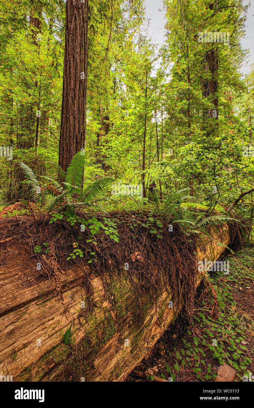 Caduto albero di sequoia in Jedediah Smith State Park, California settentrionale Foto Stock