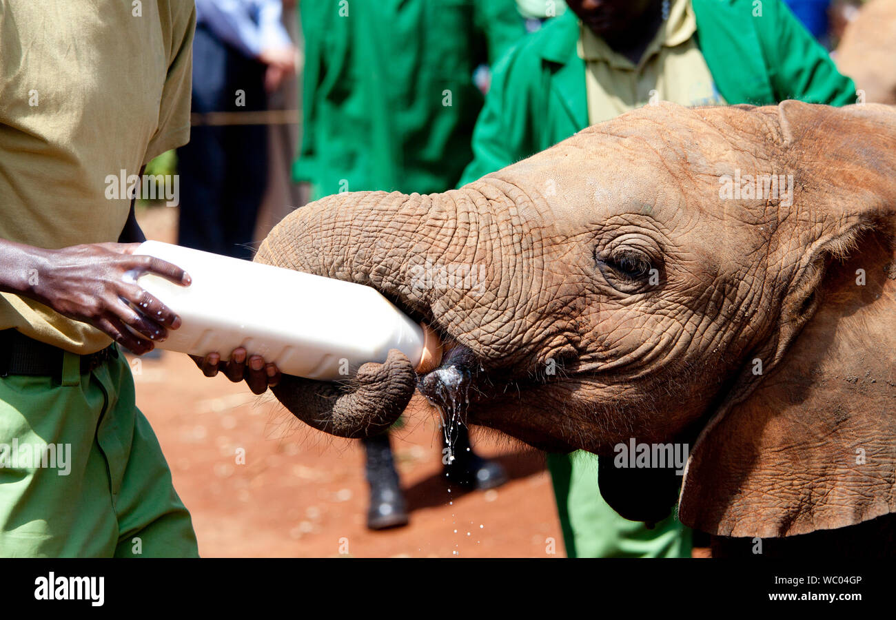 Orfani di vitello elefante essendo alimentato nell'Orfanotrofio degli Elefanti a Nairobi in Kenya Foto Stock