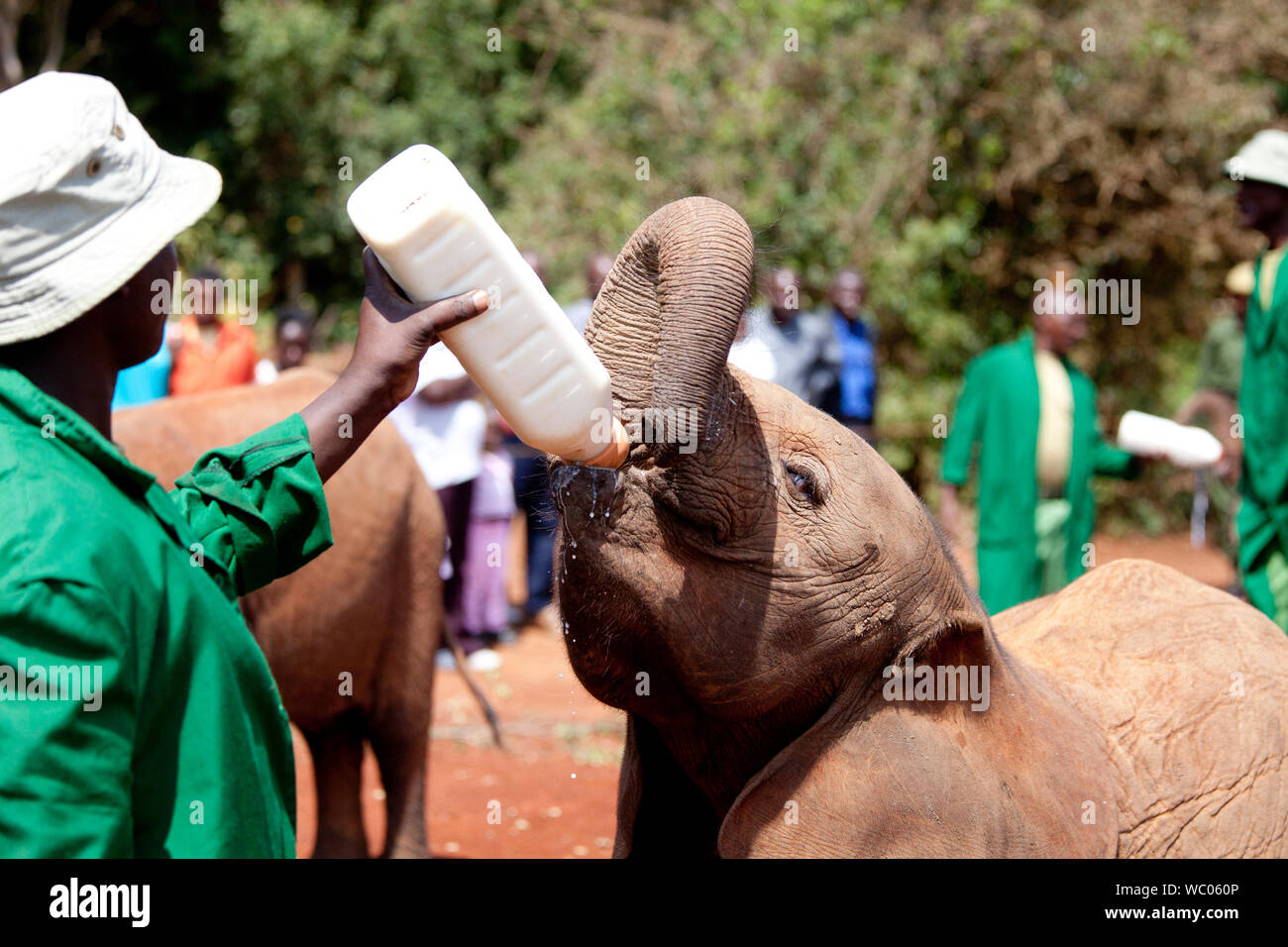 Elefante orfani essendo alimentato in Kenya Foto Stock