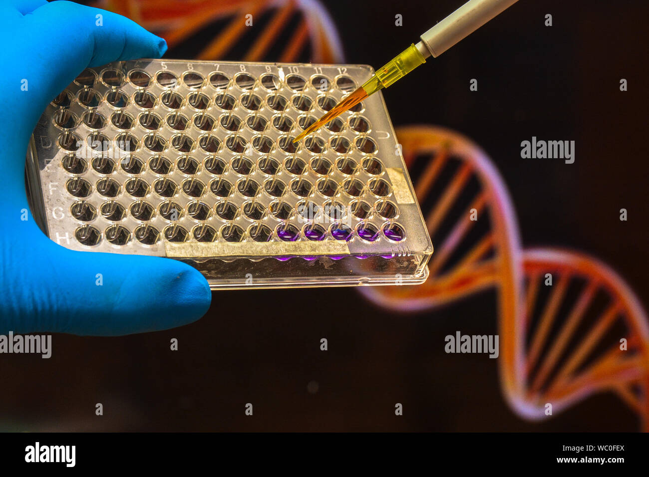 Ricerca di DNA. Pipettare il campione biologico nel pozzetto della piastra. Foto Stock