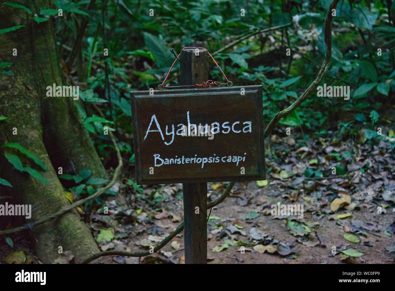 Ayahuasca, medicina naturale utilizzato da Ese Eja persone, Amazzonia peruviana Foto Stock
