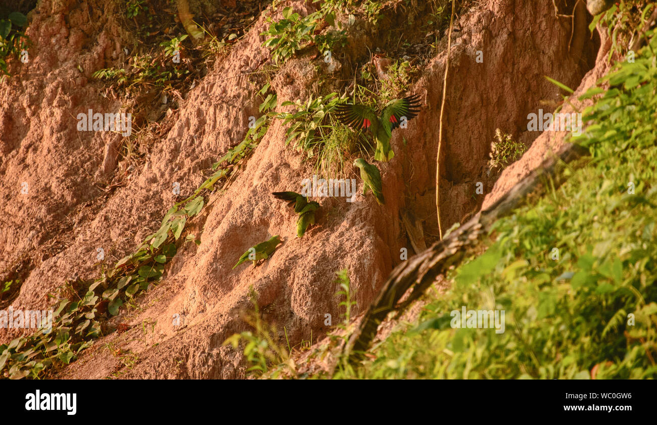 A testa azzurra e giallo-incoronato pappagalli alimentando ad un'argilla leccare, fiume Tambopata, Amazzonia peruviana Foto Stock