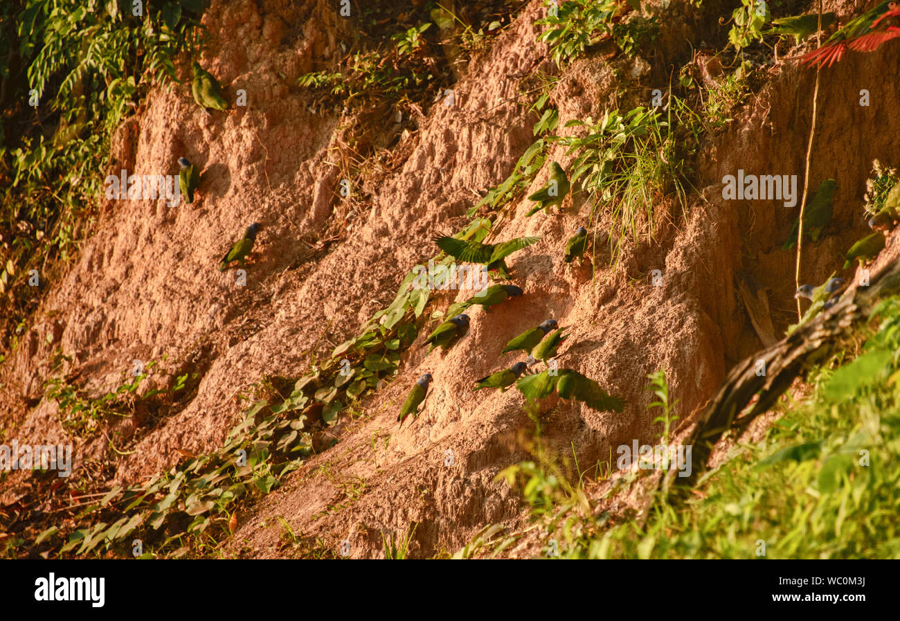 A testa azzurra e giallo-incoronato pappagalli alimentando ad un'argilla leccare, fiume Tambopata, Amazzonia peruviana Foto Stock