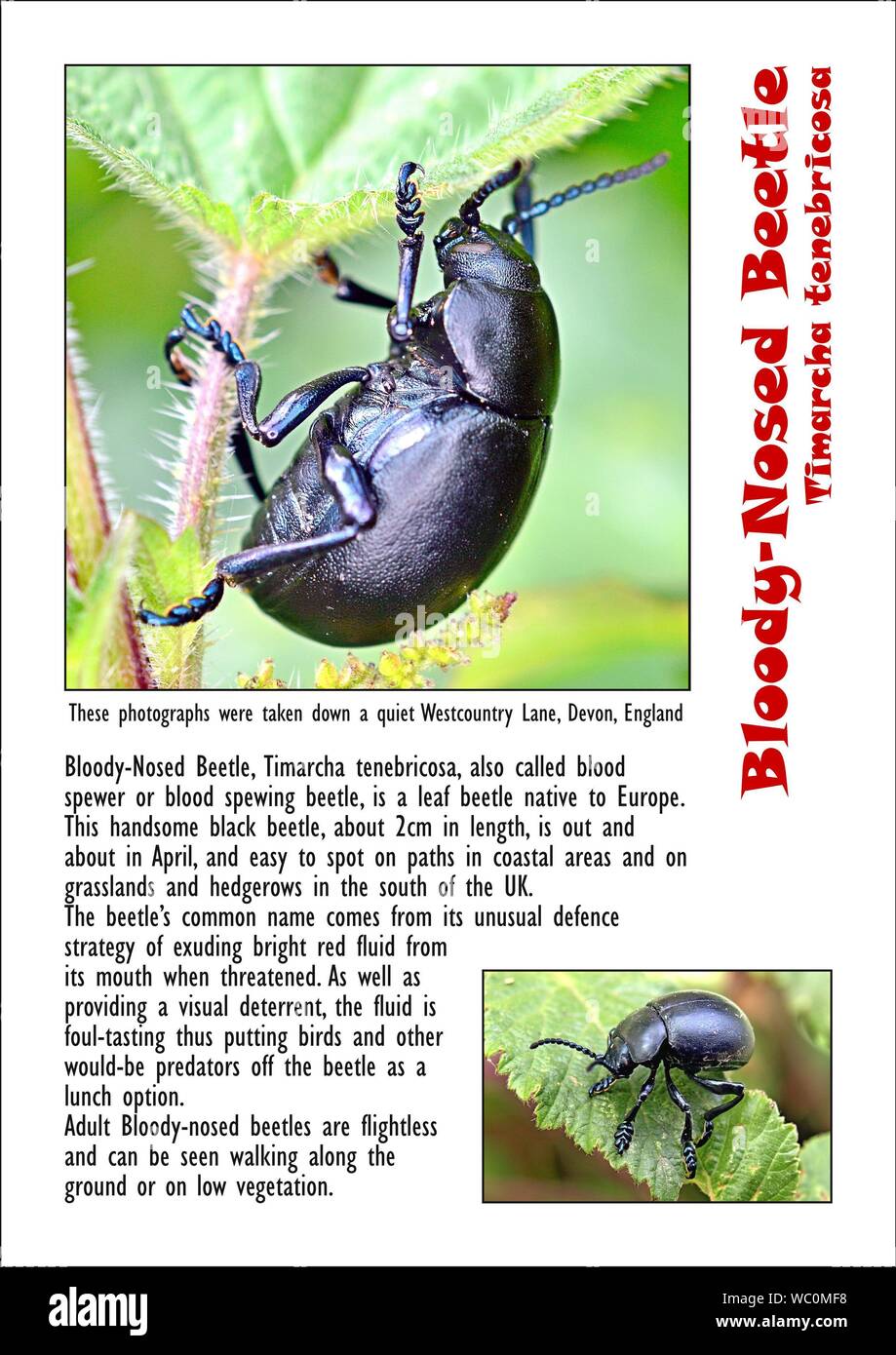 Bloody-Nosed Beetle, Timarcha tenebricosa, chiamato anche spewer sangue o sangue produca beetle, è una foglia beetle nativa per l'Europa. Una pagina A4, foto, full t Foto Stock