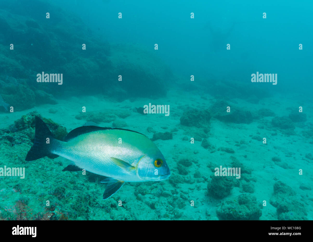 Immagine subacquea della scogliera di corallo e pesce di scoglio - presi durante le immersioni subacquee nelle isole Andamane (India) - vicino Chidiya Tapu Foto Stock