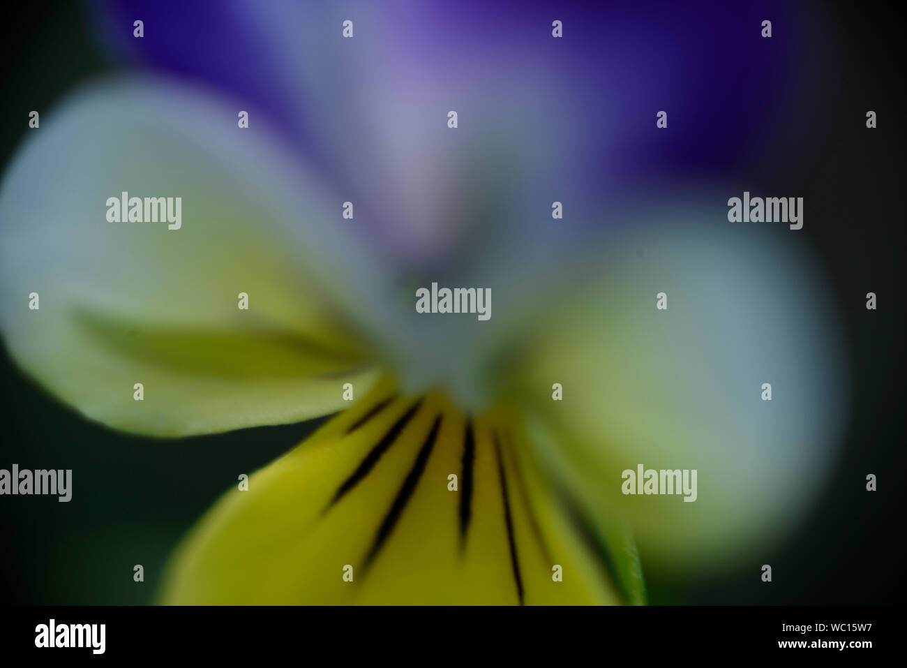 Piante come arte (artefatto). Foto Stock