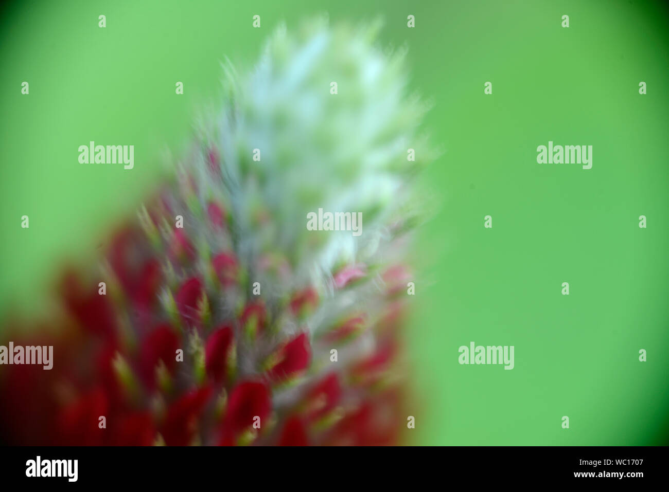 Piante come arte (artefatto). Foto Stock