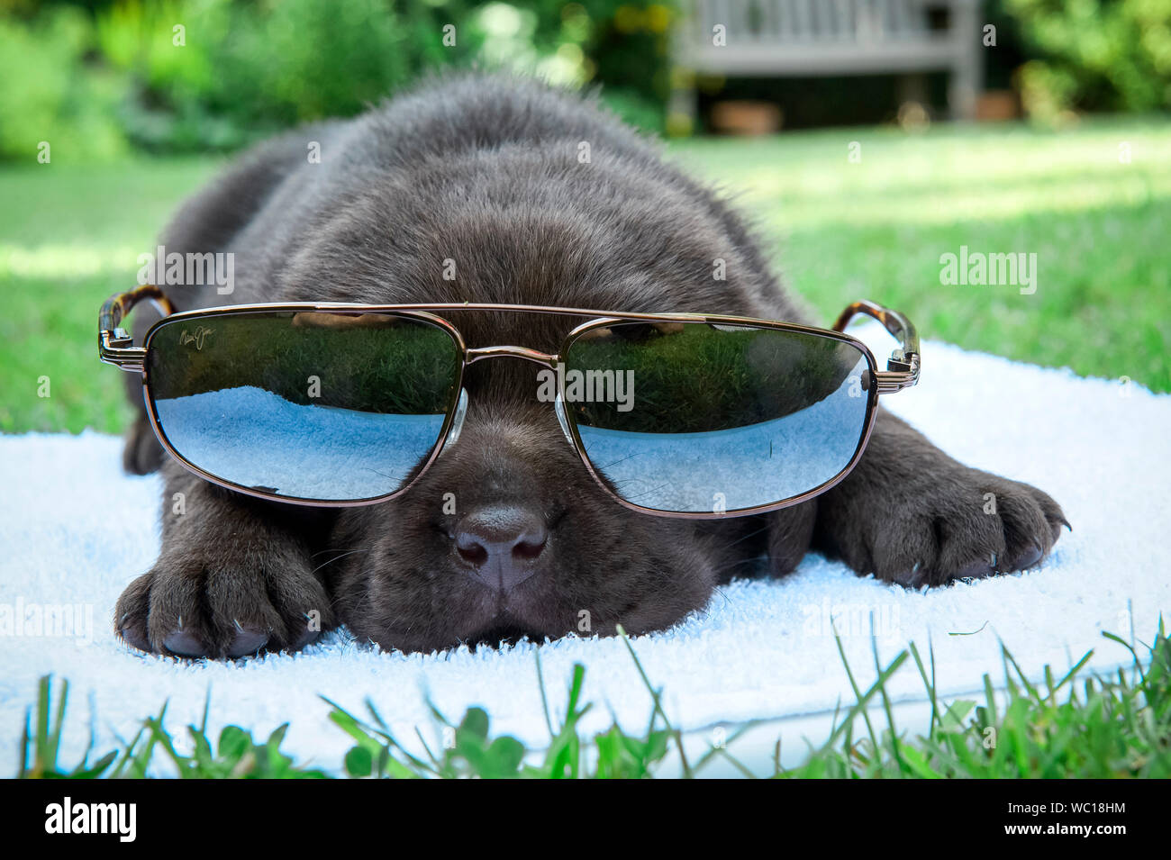 Sei settimane vecchio cioccolato Labrador cucciolo indossando Maui Jim occhiali da sole Foto Stock