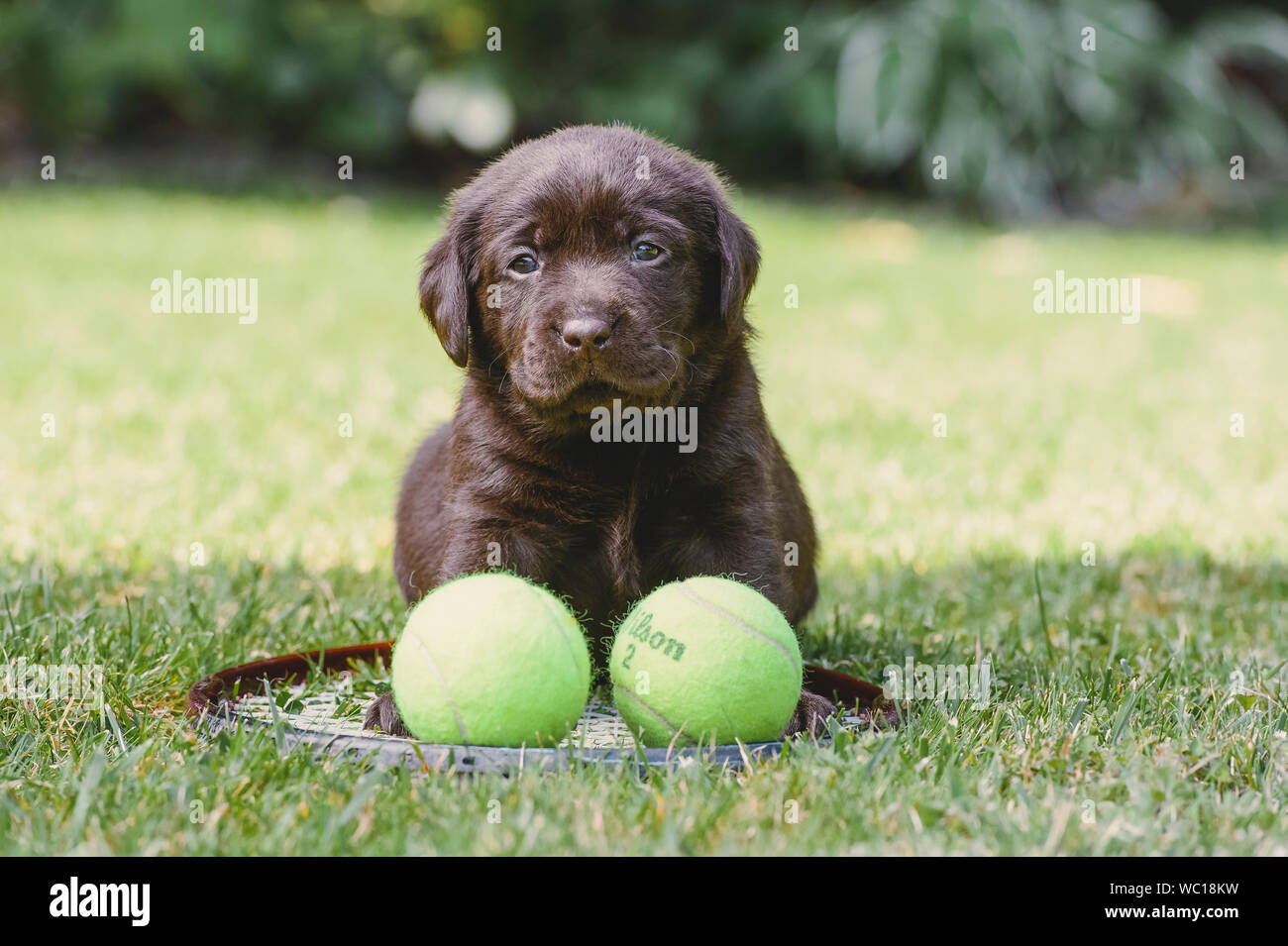 Sei settimane vecchio cioccolato Labrador cucciolo con due palle da tennis e una racchetta Foto Stock