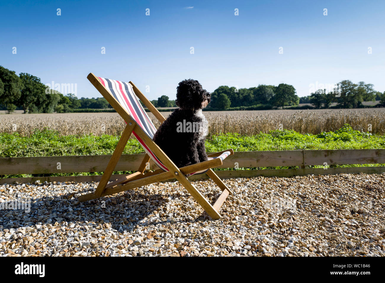 Cane Cockapoo seduto su una sedia a sdraio da giardino Foto Stock