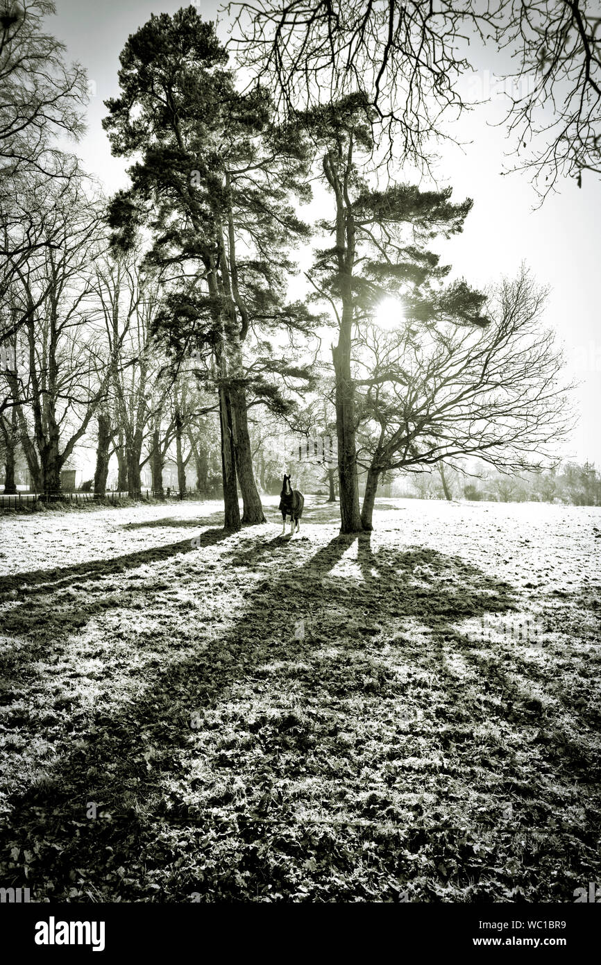 In inverno la silhouette di un cavallo in campo con alberi Foto Stock