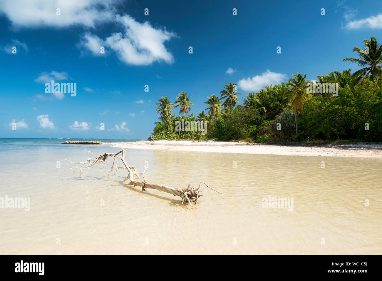 Spiaggia caraibica con legno di deriva e palme Foto Stock