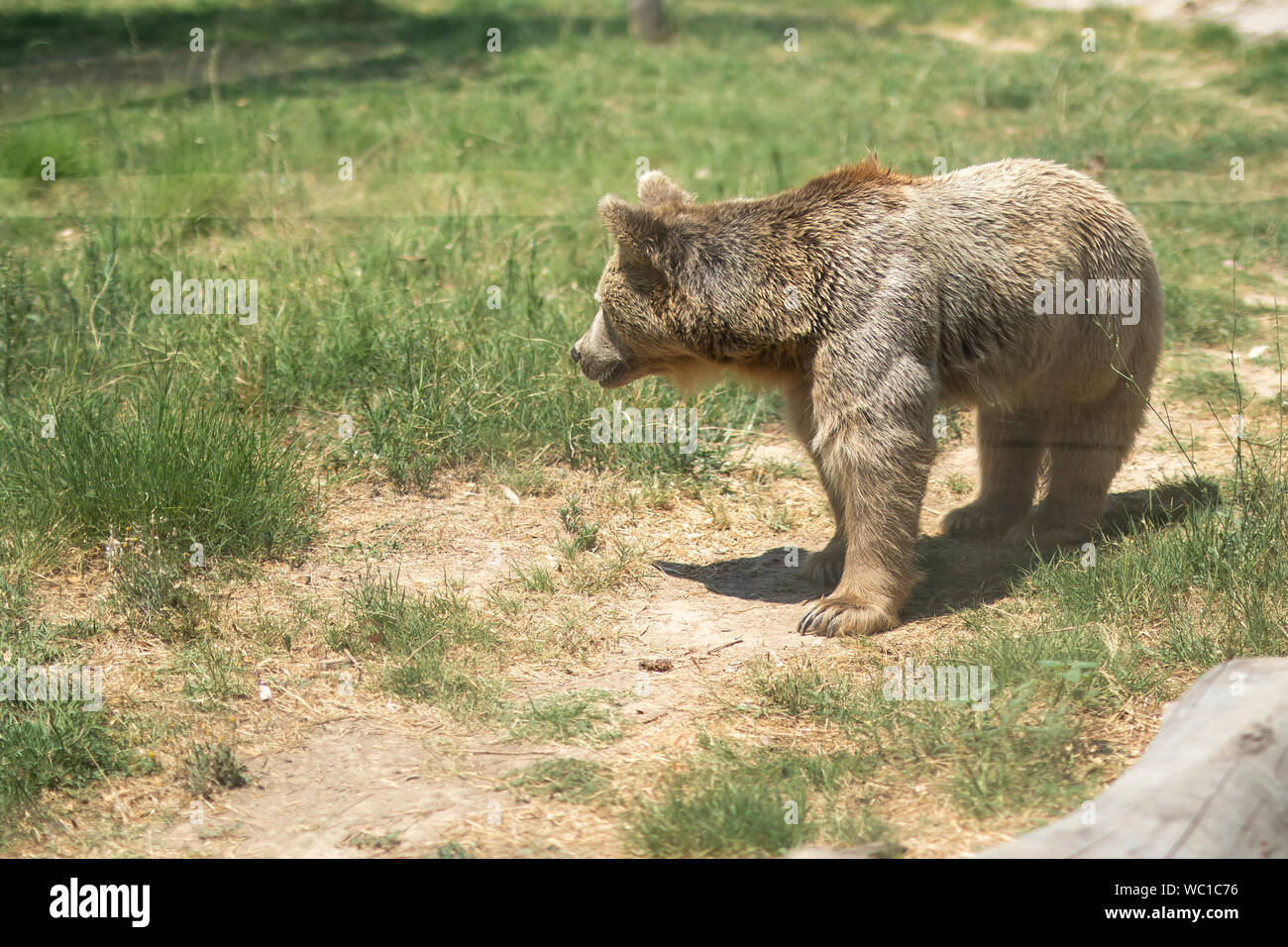 Concetto di fauna selvatica, Orso Foto Stock