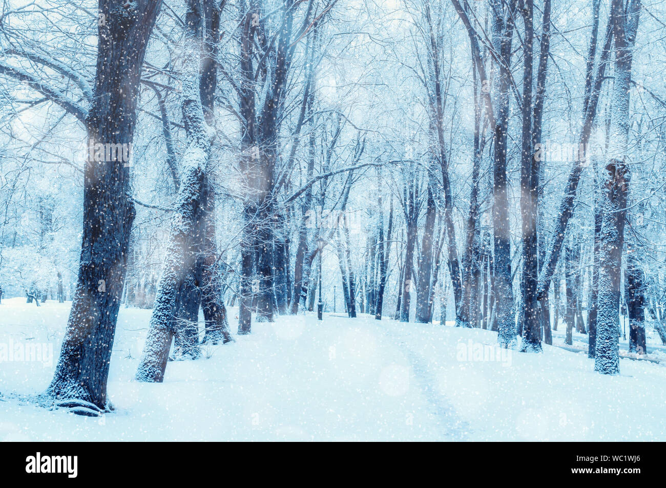 Paesaggio invernale, nevoso inverno alberi lungo il park alley - inverno nevoso scena con alberi sotto la nevicata nel giorno di inverno Foto Stock