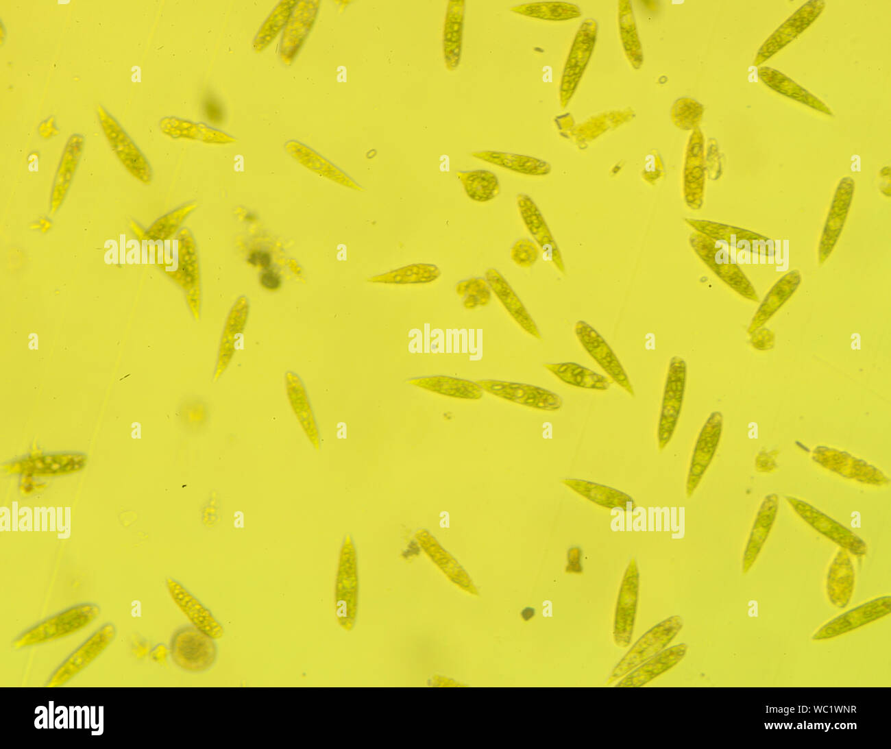 Batteri, batterio, biologico, cellulare, cellule procariotiche, microrganismi, Foto Stock