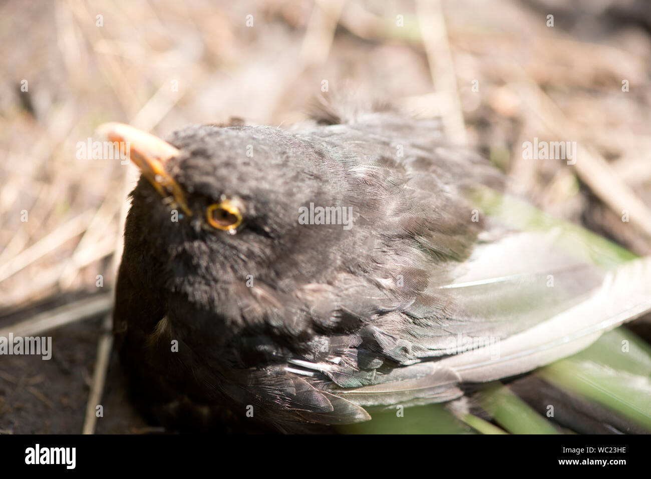 Uccelli, uccelli, Aves, endotermica, vertebrati, piume, impotente, fatturati, ganasce, uova, metaboliche, tetrapods, ali, volare, Foto Stock