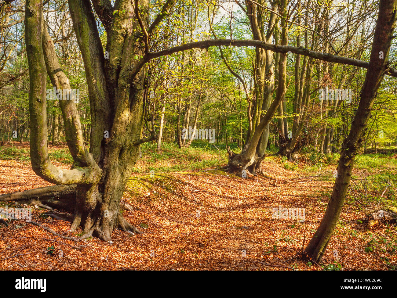 Bosco autunnale scena, Wendover boschi, Bucks, Regno Unito Foto Stock