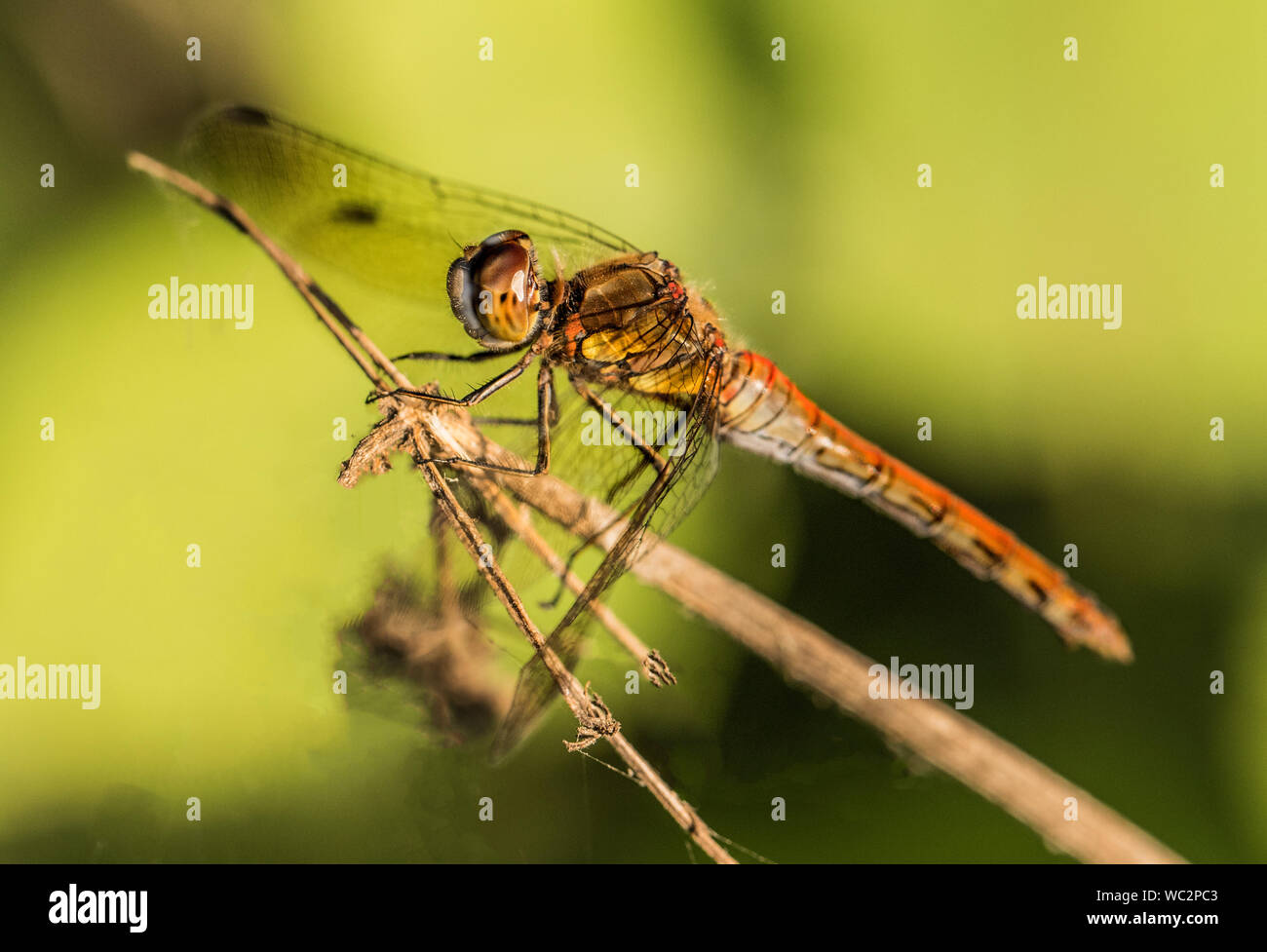 Common Darter Dragonfly, Dragonfly, appollaiate su un ramoscello, tarda estate 2019, godendo egli sunshine, maschio immaturo Foto Stock