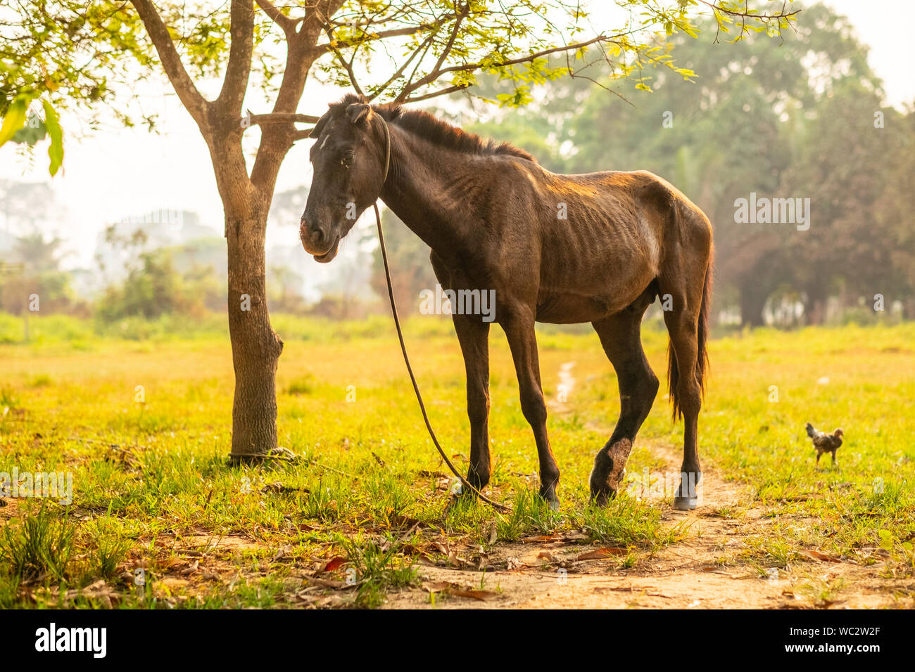 Cavallo singolo, sottile, legato a un albero vicino a una gallina nel campo Foto Stock