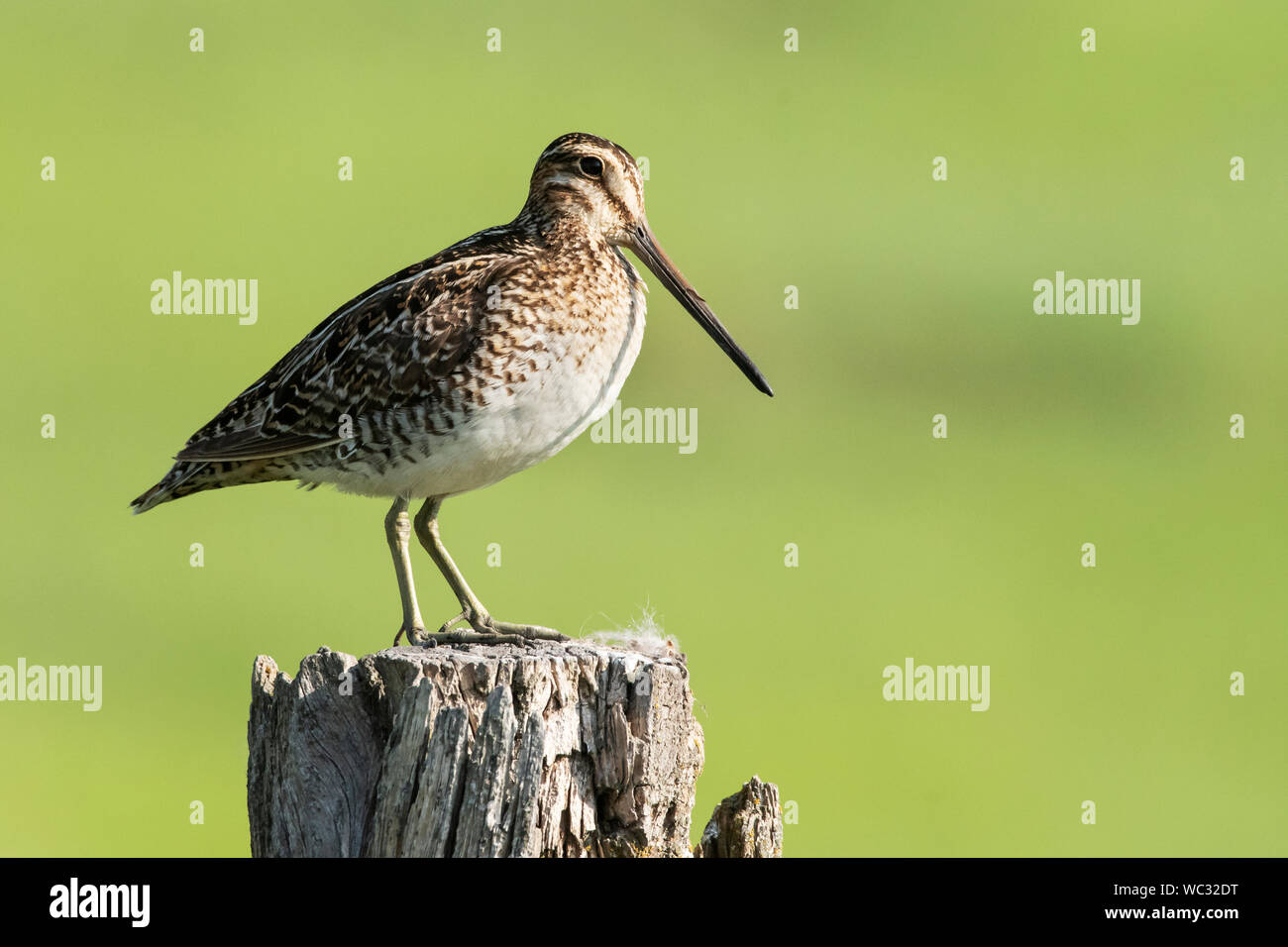 Nord America; Stati Uniti; Montana; fauna; uccelli; Shorebird; Wilson's beccaccino (Gallinago delicata); Ninepipes National Wildlife Refuge. Foto Stock