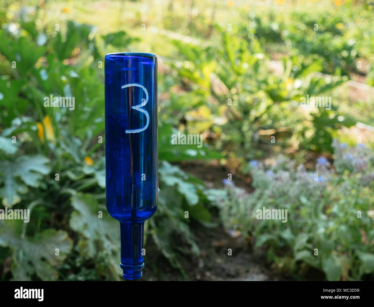 Vecchie bottiglie di colore blu riproposte per numero lotti in un orto con rotazione di raccolto. Foto Stock Vecchie bottiglie di colore blu riproposte per numero lotti in un orto con rotazione di raccolto. Foto Stock
