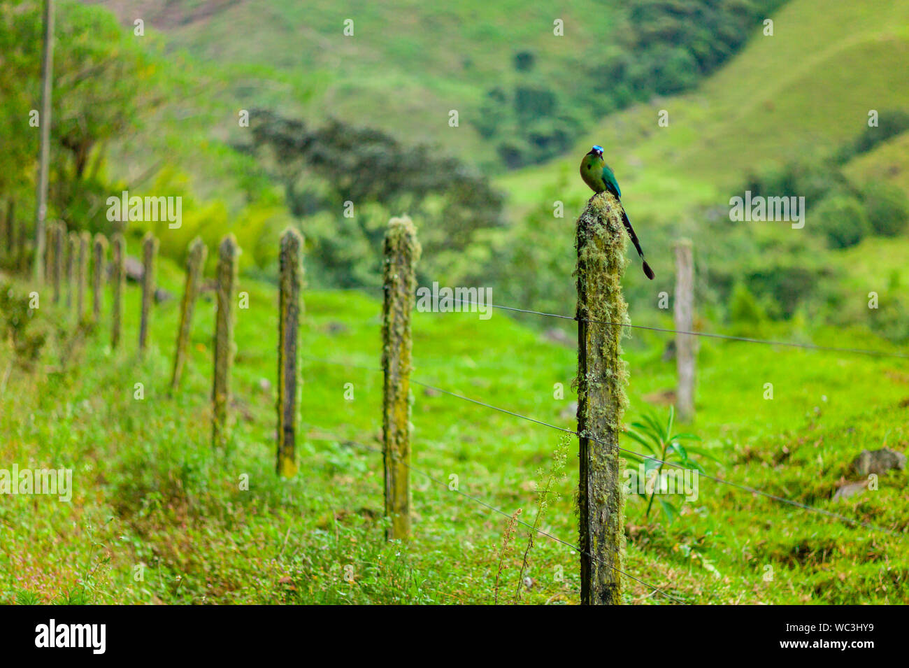 Motmot (Momotus aequatorialis), un uccello che il suo habitat naturale è subtropicale foreste montane Foto Stock