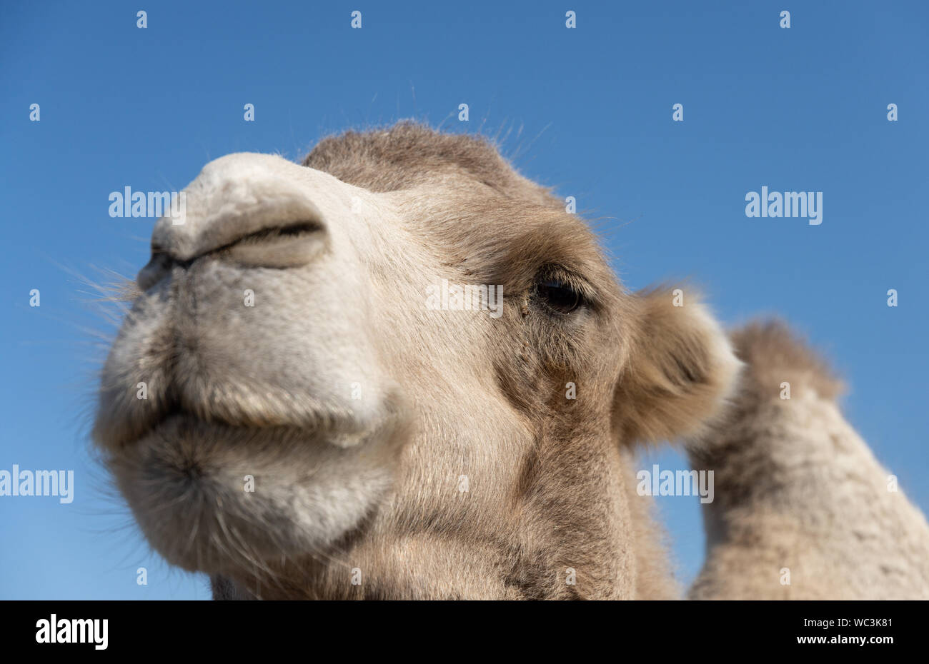 Bactrian camel close-up verticale con uno dei due gobbe visibile Foto Stock