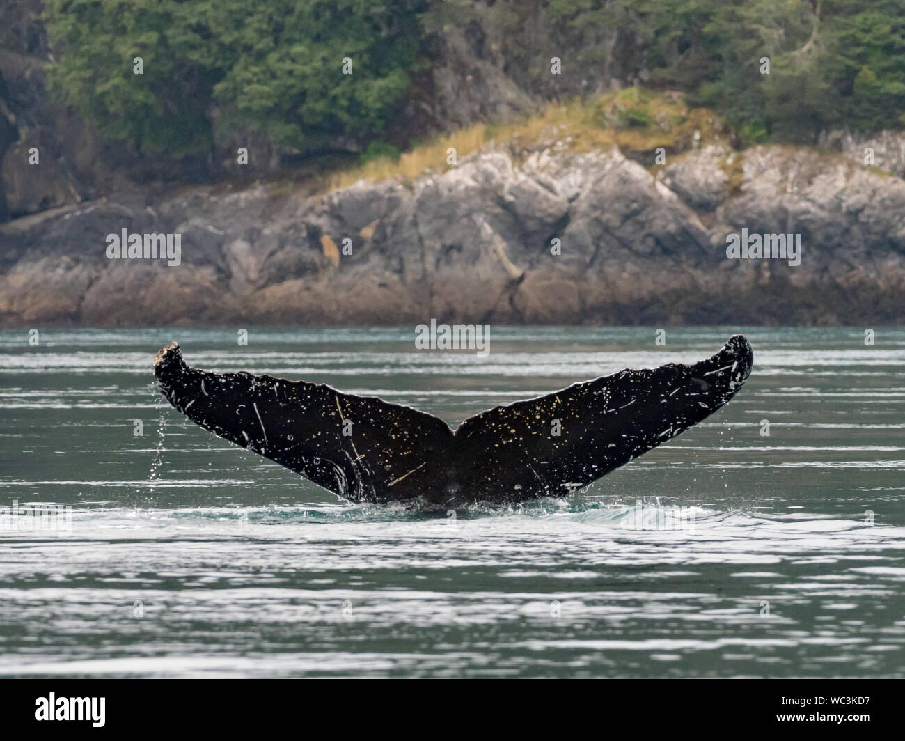 Humpback Whale, Megaptera novaeangliae, immersioni subacquee e mostrando la sua coda passera nera nell'oceano nel passaggio interno del sud est Alaska Foto Stock