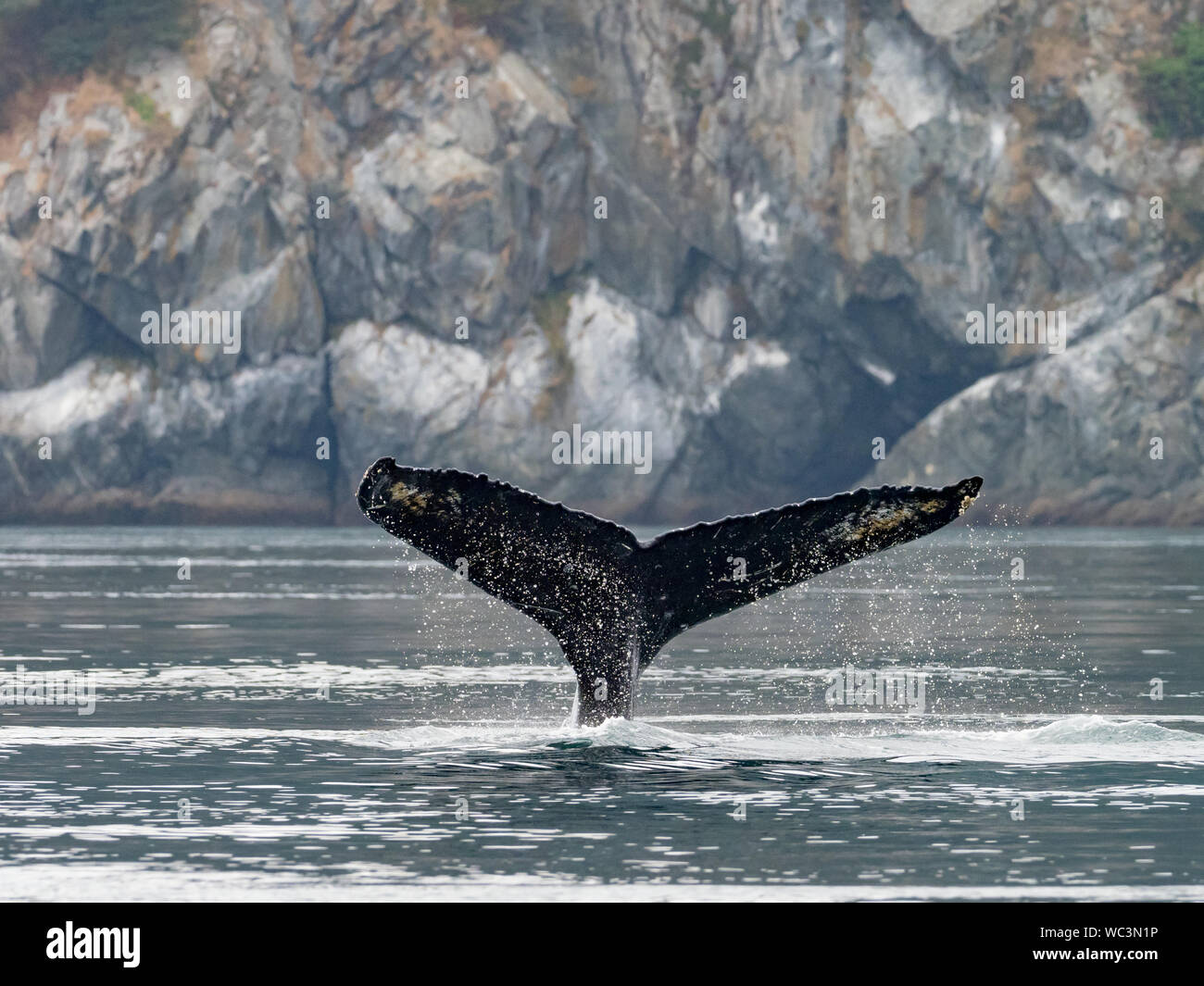 Humpback Whale, Megaptera novaeangliae, immersioni subacquee e mostrando la sua coda passera nera nell'oceano nel passaggio interno del sud est Alaska Foto Stock