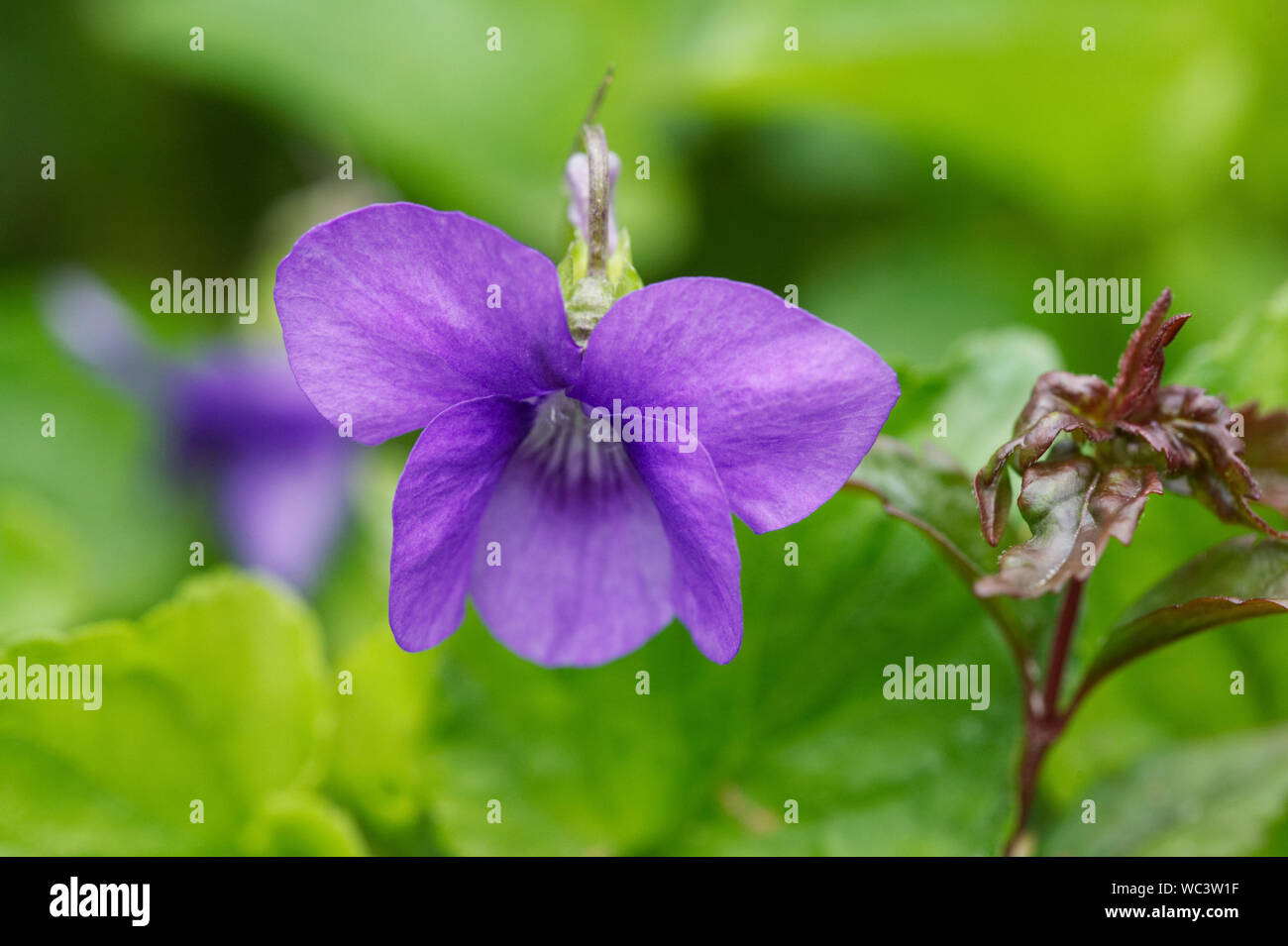 Viola odorata. Fiore violaceo. Foto Stock